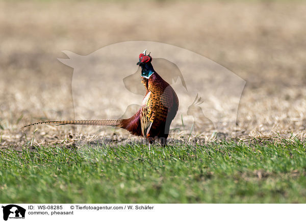 common, pheasant / WS-08285