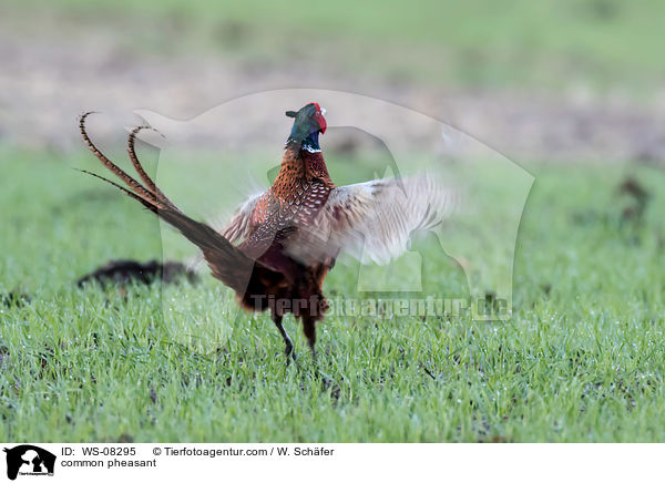 common pheasant / WS-08295