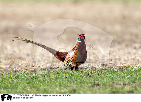 common pheasant / WS-08296