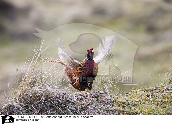 common pheasant / MBS-17114