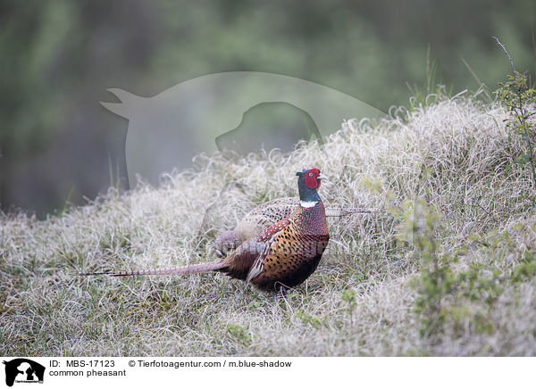 common pheasant / MBS-17123