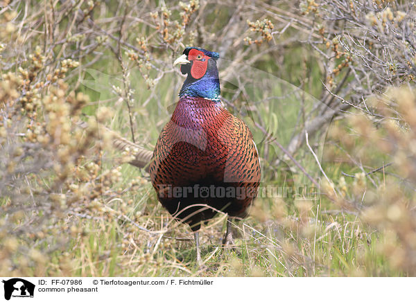 common pheasant / FF-07986