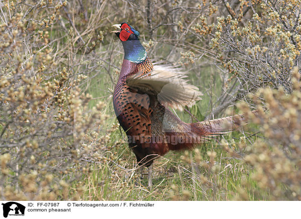 common pheasant / FF-07987