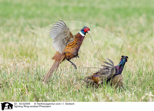 fighting Ring-necked Pheasant / IG-02084