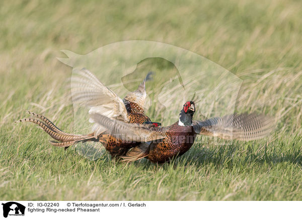 fighting Ring-necked Pheasant / IG-02240