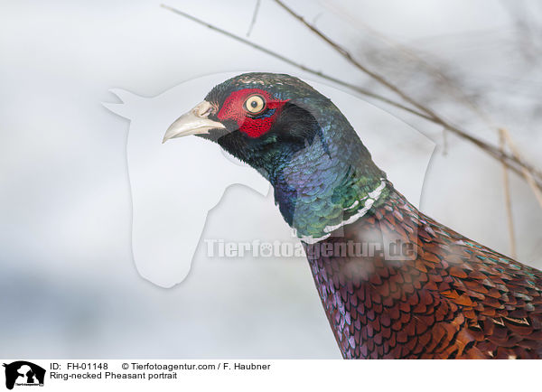 Ring-necked Pheasant portrait / FH-01148
