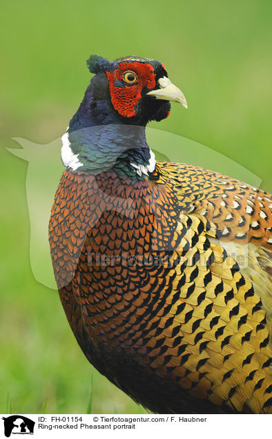 Ring-necked Pheasant portrait / FH-01154