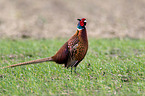 common pheasant