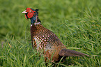 pheasant