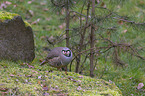 Rock Partridge