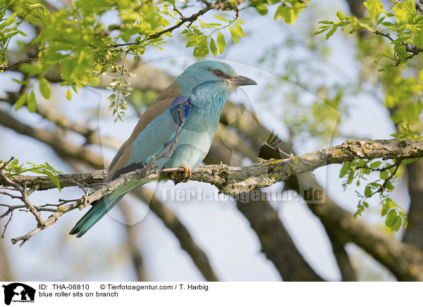 Blauracke sitzt auf Zweig / blue roller sits on branch / THA-06810