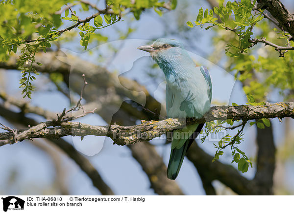 blue roller sits on branch / THA-06818