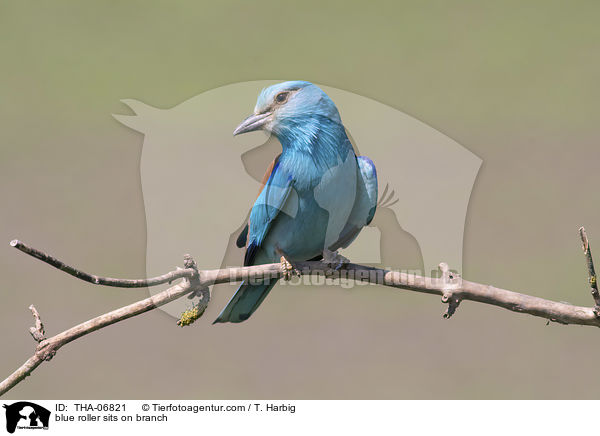 Blauracke sitzt auf Zweig / blue roller sits on branch / THA-06821