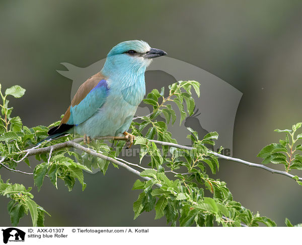 sitzende Blauracke / sitting blue Roller / AXK-01307