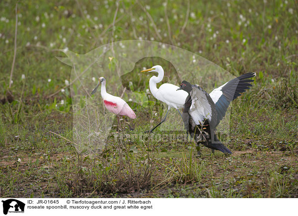roseate spoonbill, muscovy duck and great white egret / JR-01645