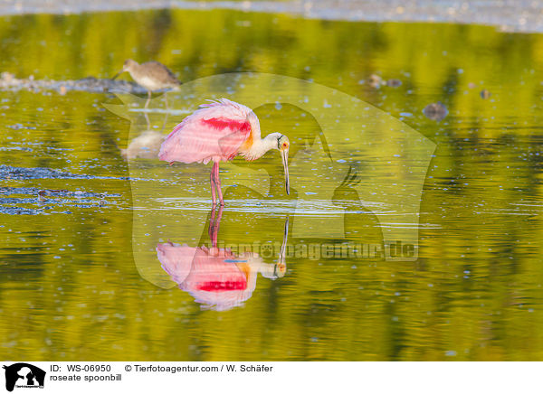 Rosalffler / roseate spoonbill / WS-06950