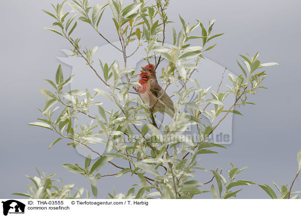 Karmingimpel / common rosefinch / THA-03555