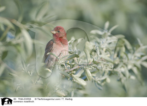 common rosefinch / THA-03556