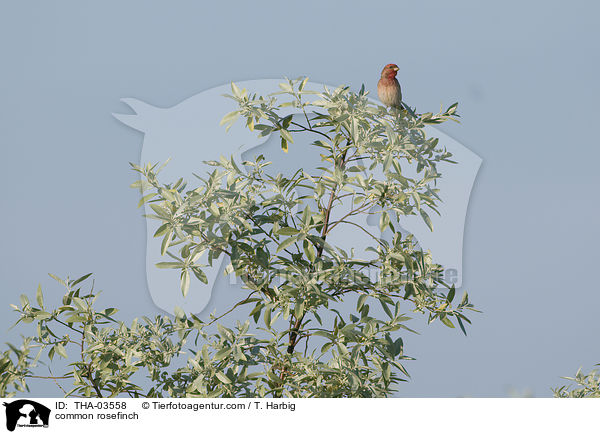 common rosefinch / THA-03558