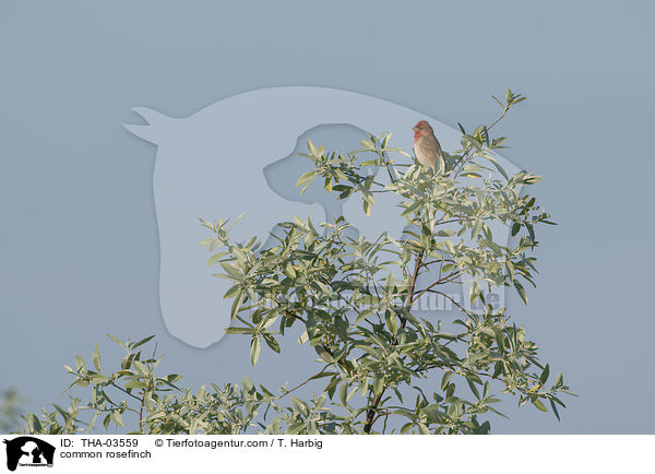 common rosefinch / THA-03559