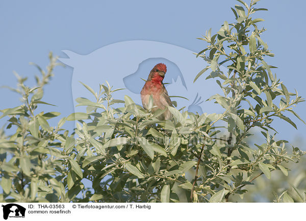 common rosefinch / THA-03563
