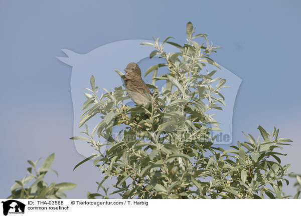common rosefinch / THA-03568