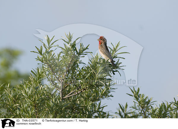 common rosefinch / THA-03571