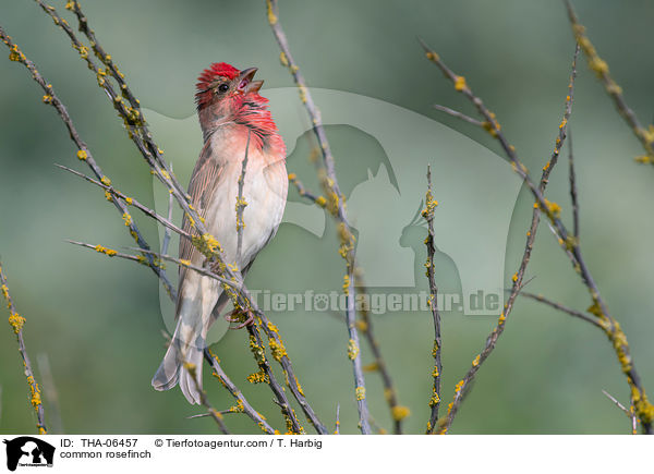 common rosefinch / THA-06457