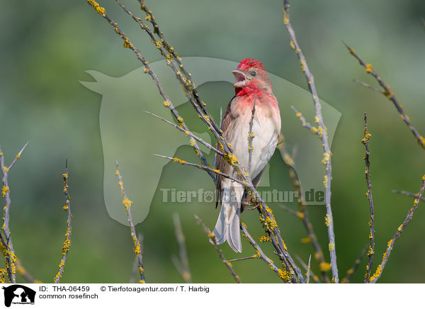 Karmingimpel / common rosefinch / THA-06459