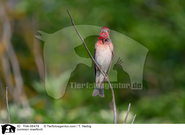 common rosefinch / THA-06479