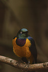 golden-breasted starling