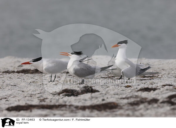 royal tern / FF-13463