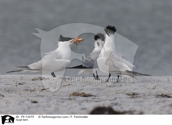 royal tern / FF-13475