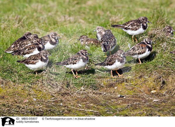 Steinwlzer / ruddy turnstones / MBS-05807