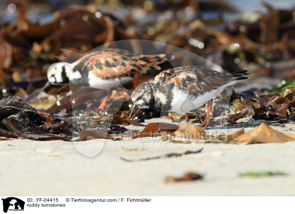 Steinwlzer / ruddy turnstones / FF-04415