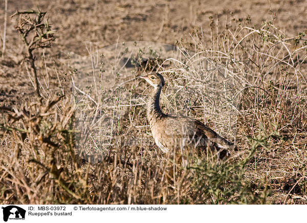 Rppelltrappe / Rueppell's bustard / MBS-03972