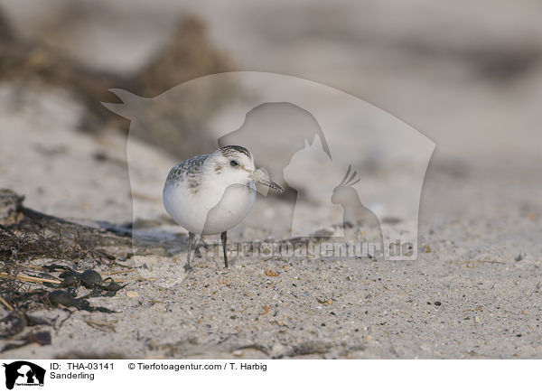 Sanderling / Sanderling / THA-03141