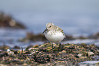 Sanderling