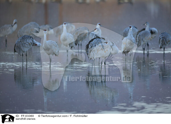 sandhill cranes / FF-03360