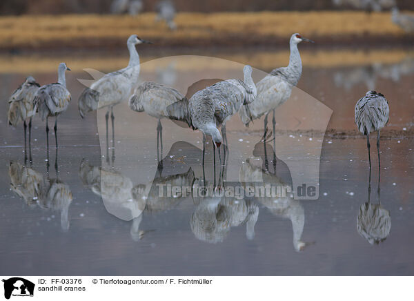 Kanadakraniche / sandhill cranes / FF-03376