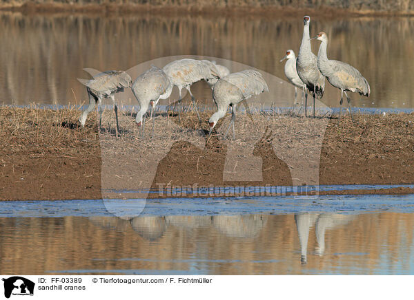 Kanadakraniche / sandhill cranes / FF-03389