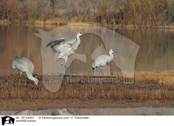 Kanadakraniche / sandhill cranes / FF-03401