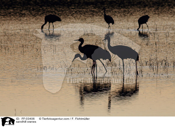 Kanadakraniche / sandhill cranes / FF-03406