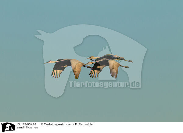 sandhill cranes / FF-03418