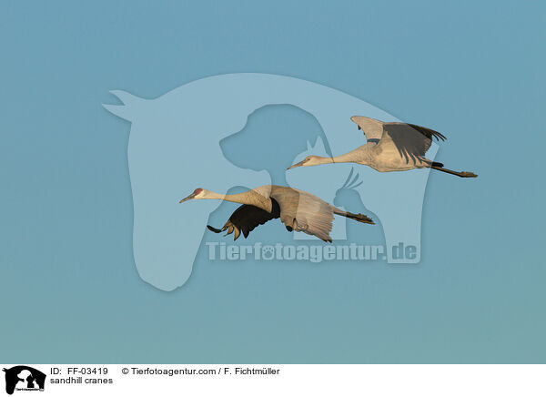 sandhill cranes / FF-03419