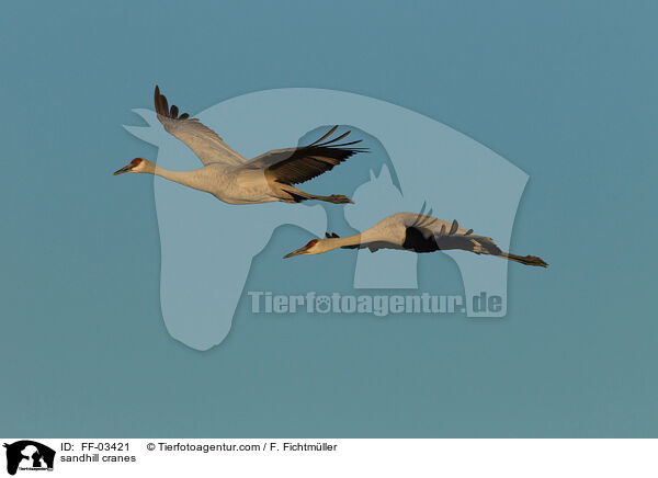 sandhill cranes / FF-03421