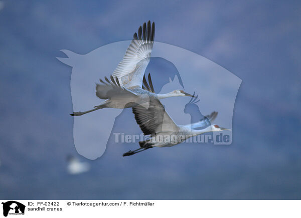 sandhill cranes / FF-03422