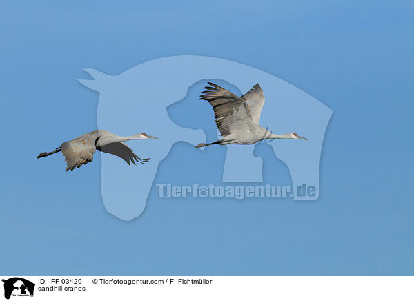 sandhill cranes / FF-03429