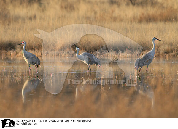 sandhill cranes / FF-03433