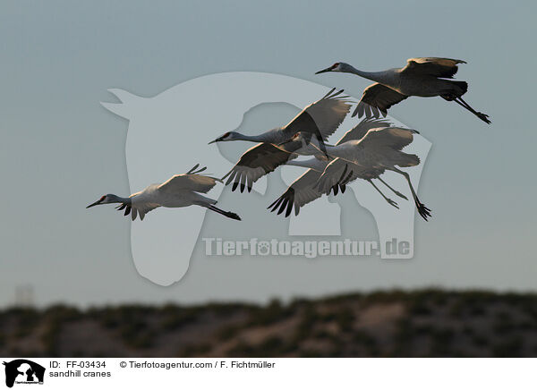 sandhill cranes / FF-03434